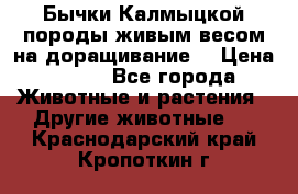 Бычки Калмыцкой породы живым весом на доращивание. › Цена ­ 135 - Все города Животные и растения » Другие животные   . Краснодарский край,Кропоткин г.